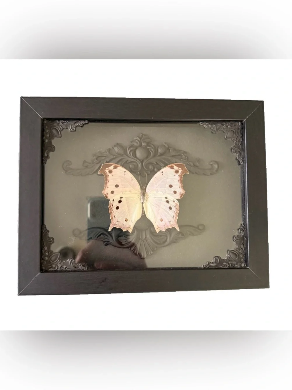 Framed Forest Mother of Pearl Butterfly Taxidermy Art - Elegant Home Decor